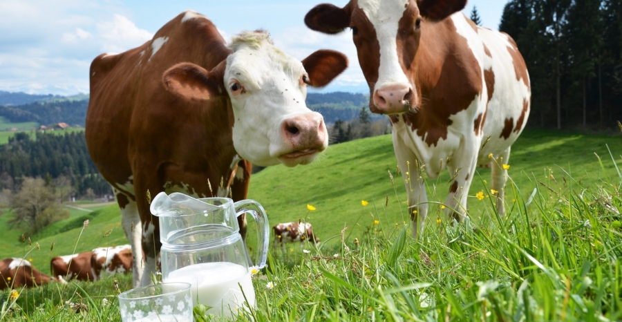 Bir önceki yıla göre süt üretimi arttı 