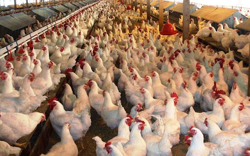 Tavuk yumurtası üretimi arttı 