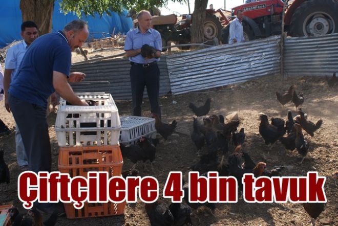 Çiftçilere tavuk desteği 