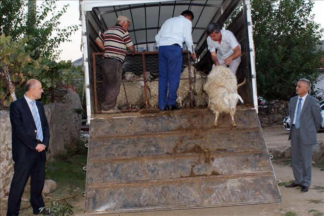 Üreticiye keçi desteği