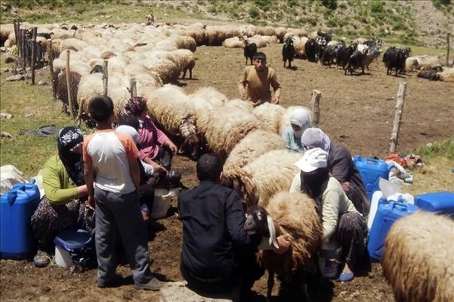 Çobanlar sosyal güvence istiyor