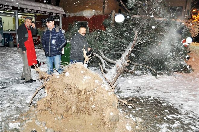 Koca çam ağacı kara dayanamadı