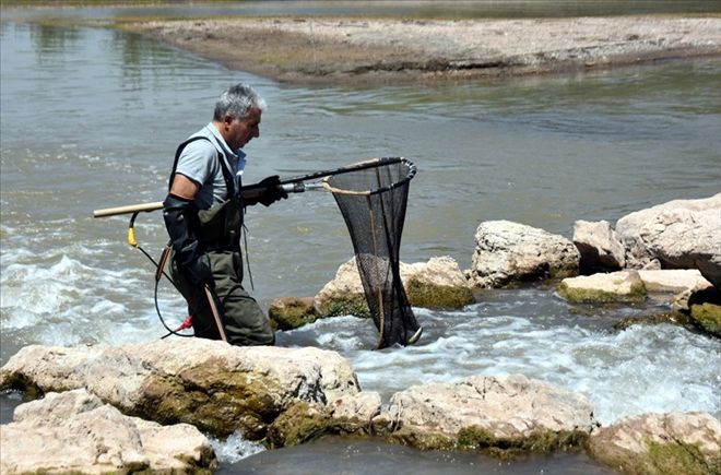 Kızılırmak piranaları etçil değil otçulmuş