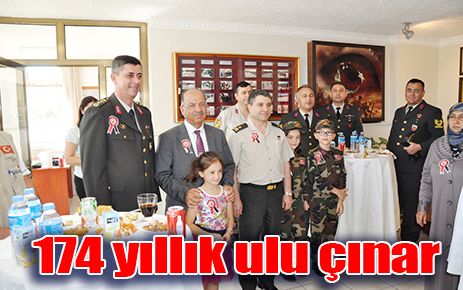 174 yıllık ulu çınar