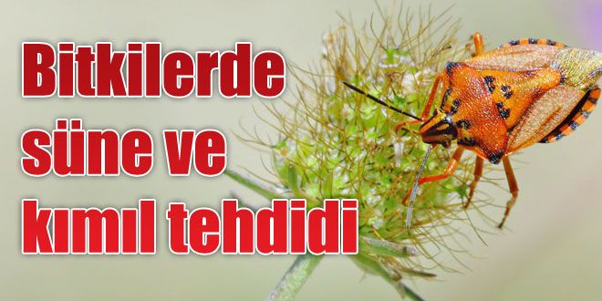 Bitkilerde süne ve kımıl tehdidi 