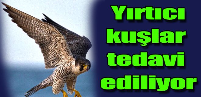 Yırtıcı kuşlar tedavi ediliyor