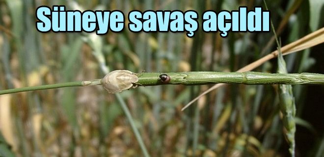 Süneye savaş açıldı 