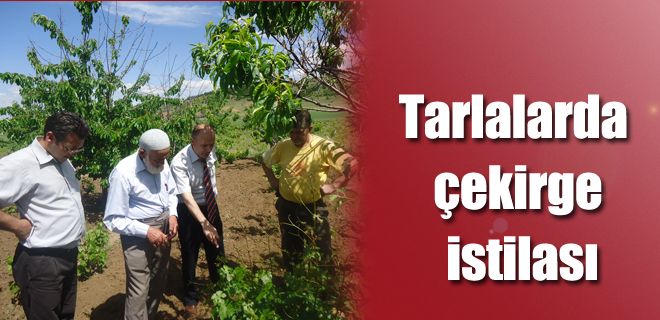 Tarlalarda çekirge istilası 