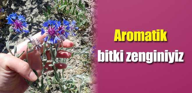 Aromatik bitki zenginiyiz