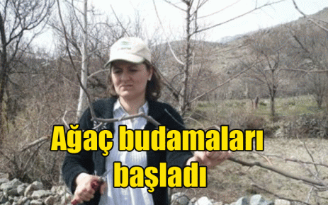 Ağaç budamaları başladı 