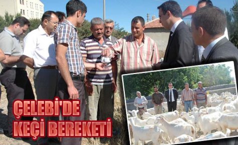 ÇELEBİ`DE KEÇİ BEREKETİ