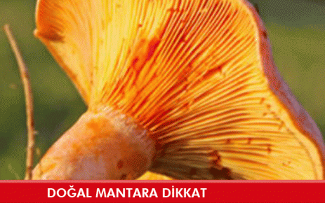 Doğal Mantara Dikkat