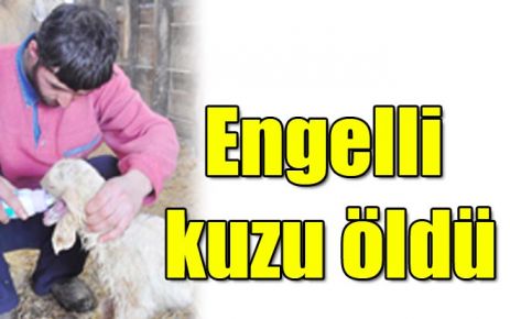 Engelli kuzu öldü