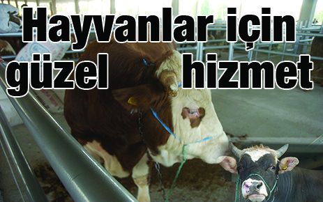 Hayvanlar için güzel Hizmet (!)