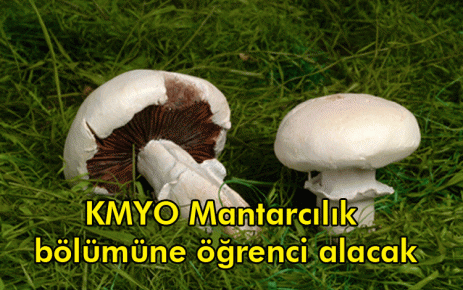 KMYO Mantarcılık bölümüne öğrenci alacak