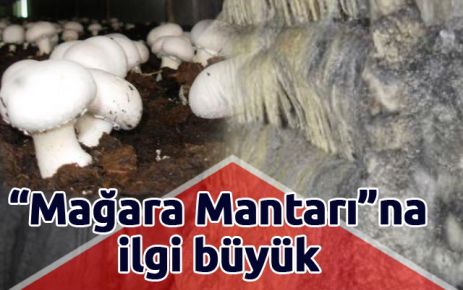 ?Mağara Mantarı?na ilgi büyük