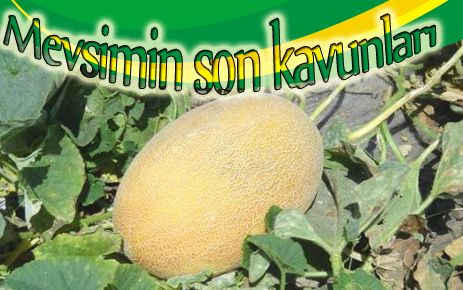 Mevsimin son kavunları tezgahlarda