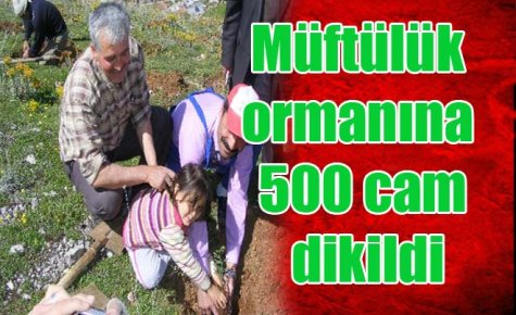 Müftülük ormanına 500 cam dikildi