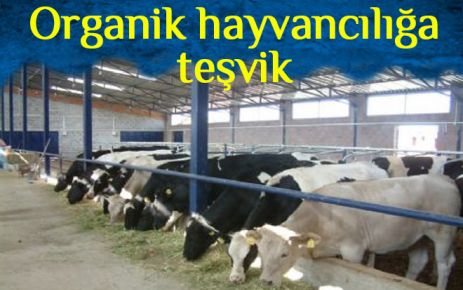 Organik hayvancılığa teşvik