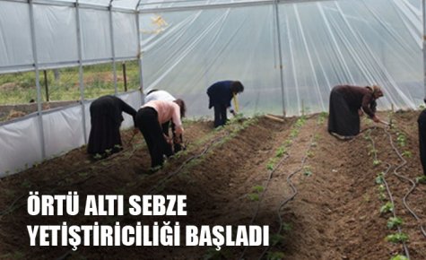 ÖRTÜ ALTI SEBZE YETİŞTİRİCİLİĞİ BAŞLADI  