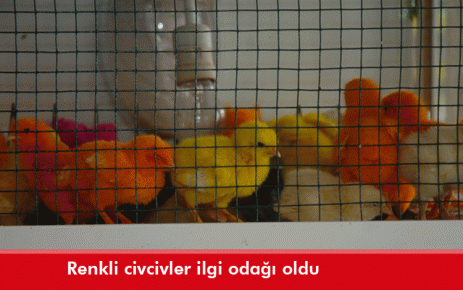 RENKLİ CİVCİVLER ÇOCUKLARIN İLGİ ODAĞI OLDU