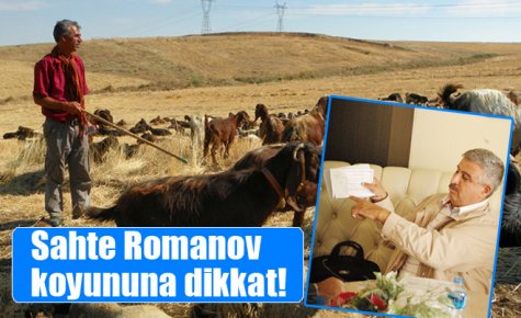 Sahte Romanov koyununa dikkat!