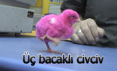 ÜÇ BACAKLI CİVCİV 