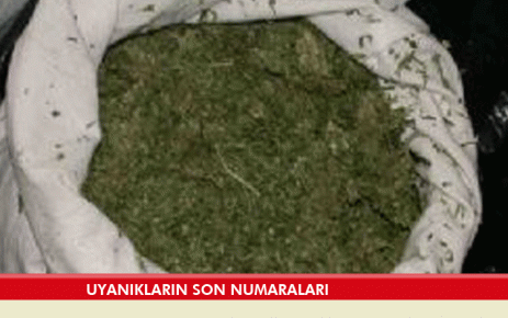 Uyanıkların son numaraları