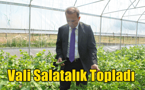 Vali Salatalık Topladı 